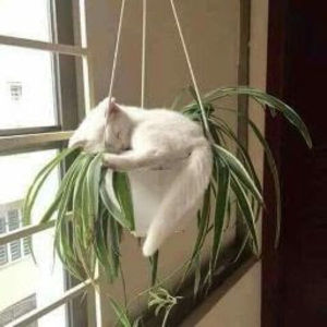 Meet your Posher, Its